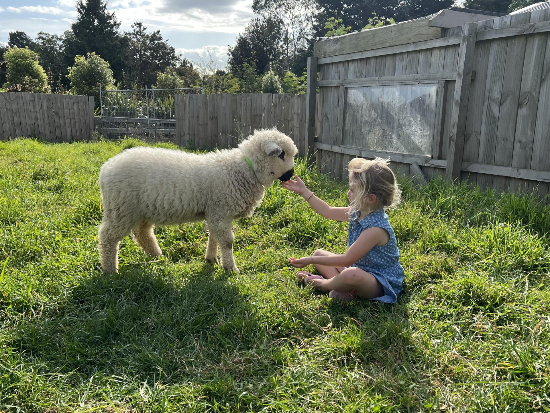 Photo of a young girl reaching out to a lamb while sitting no the floor outside