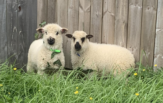 Photo of sheep near a wooden tall fence